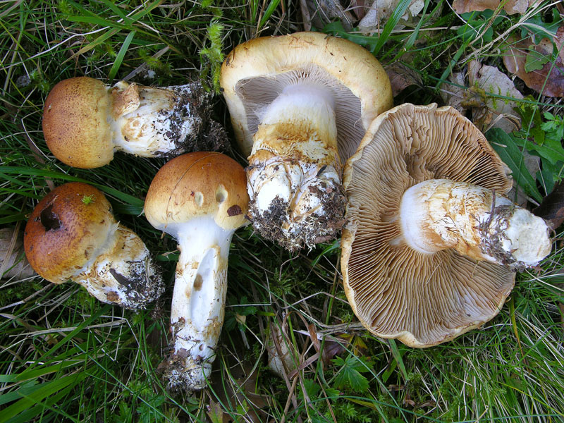 Cortinarius, 26 settembre.